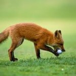 11/11: Ladies Vossenjacht 